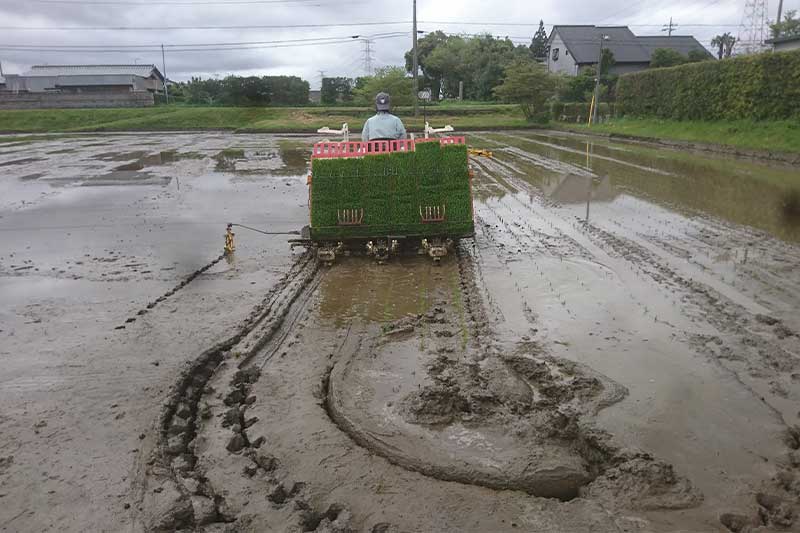 田植え