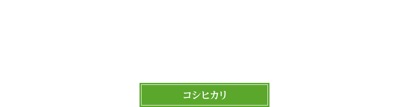 コシヒカリ